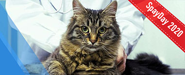 SpayDay - всемирный День кастрации домашних животных.<br>
<br>
Акция международного формата на кастрацию котов и кошек 27, 28, 29 февраля.<br>
Предварительная запись по телефонам:<br>
клиника на ул. Бухарестская, 122, к.2<br>
<noindex> +7 (812) 509-60-53,<br>
</noindex>клиника на ул. Репищева, 13, к. 1<br>
+7 (812) 509-60-07,<br>
клиника на ул. счастливая, 5,<br>
+7 (812) 509-60-08<br>
<br>
Стоимость:<br>
Кастрация кота - 1500 р.<br>
Кошки:<br>
Лапароскопическая - 8000 р.<br>
Хирургическая - 5400 р.<br>
<br>
Непосредственно перед процедурой проводится скрининг (УЗИ) сердца.<br>
Стоимость процедуры только в эти дни - 500 р. Акция международного формата на кастрацию котов и кошек Акция международного формата на кастрацию котов и кошек