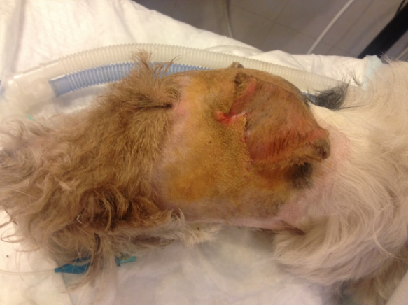 Фото 4. Через 14 дней после операции ушная раковина приросла к коже головы.