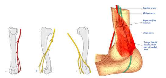 а. Плечевая артерия (медиальная поверхность). b. Лучевой нерв (латеральная поверхность). c. Срединный и локтевой нерв (медиальная поверхность). 