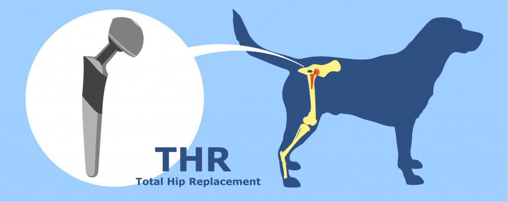 Протезирование тазобедренного сустава для собак.jpg